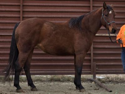 Top Gun Empire JW <BR> AQHA 6042430